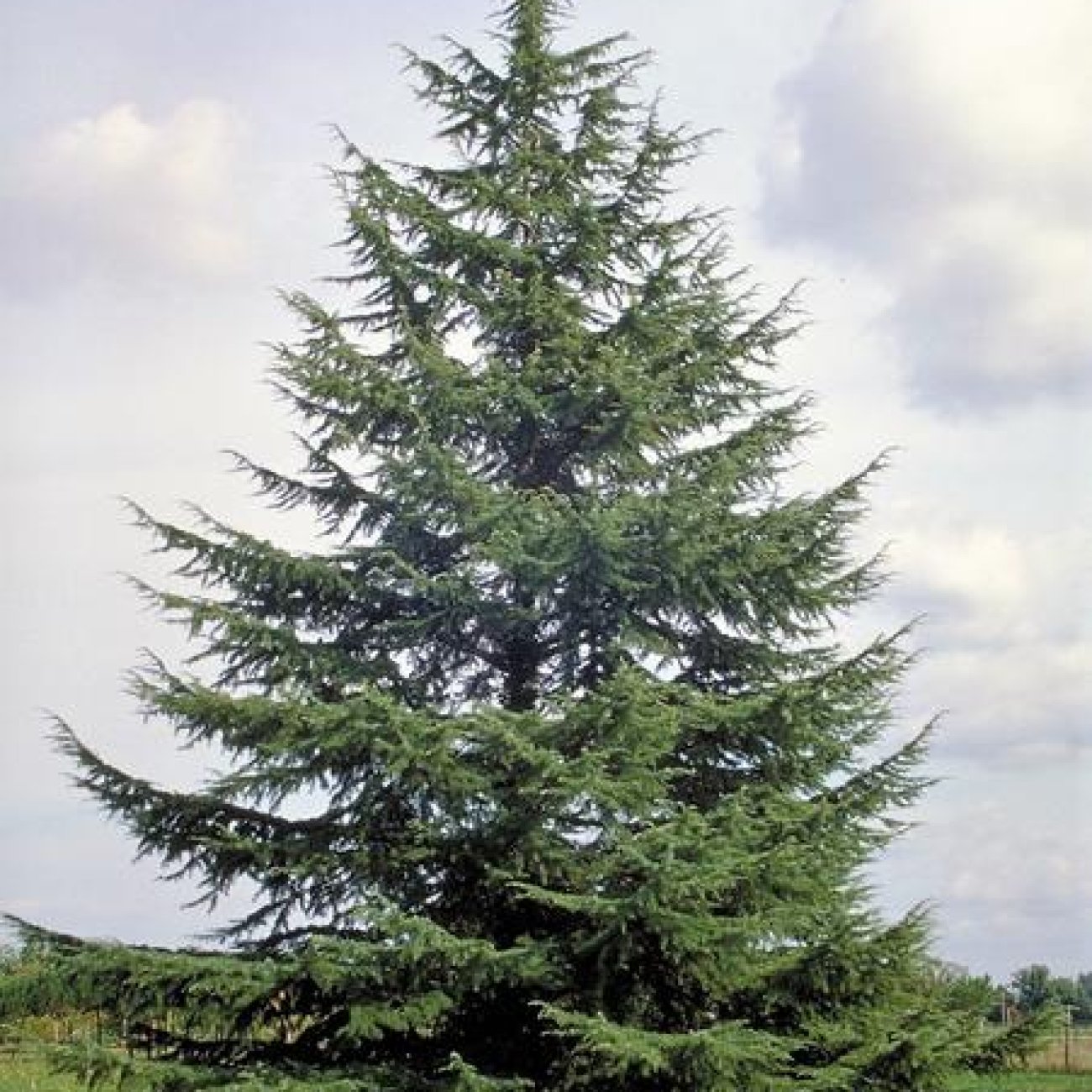 Obrázok Céder atlantský (Cedrus Atlantica) - výška: 30-50 cm, kont. C3L